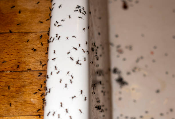 Best Commercial Pest Control Services  in Wolfdale, PA